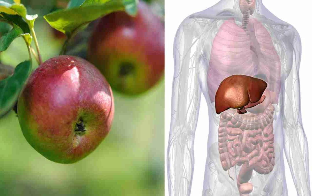 सेब खाने से लिवर होगा मजबूत, जानिए रोजाना 1-2 सेब का असर