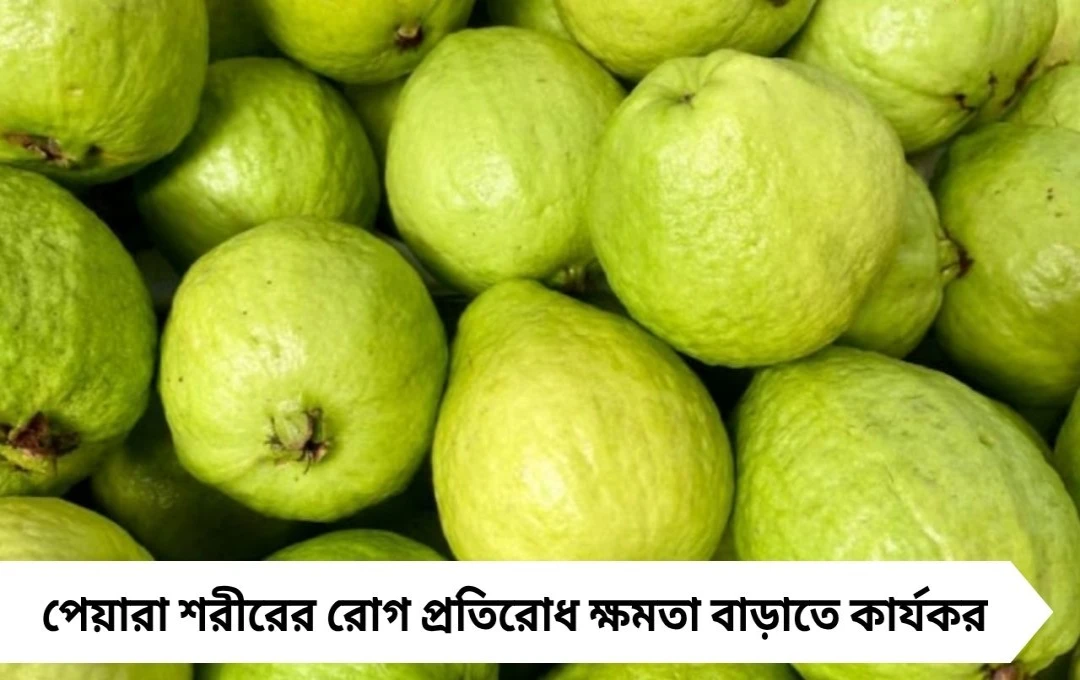 পেয়ারা খাওয়ার সঠিক সময় জানেন তো? বিশেষজ্ঞ বললেন কখন খেলে মিলবে সবচেয়ে বেশি উপকার