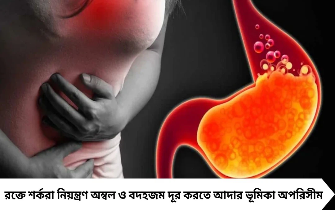 রক্তে শর্করা ও অম্বল কমায় আদা! কয়েক কুচি খেলেই মিলবে হজমে জাদুকরী ফল