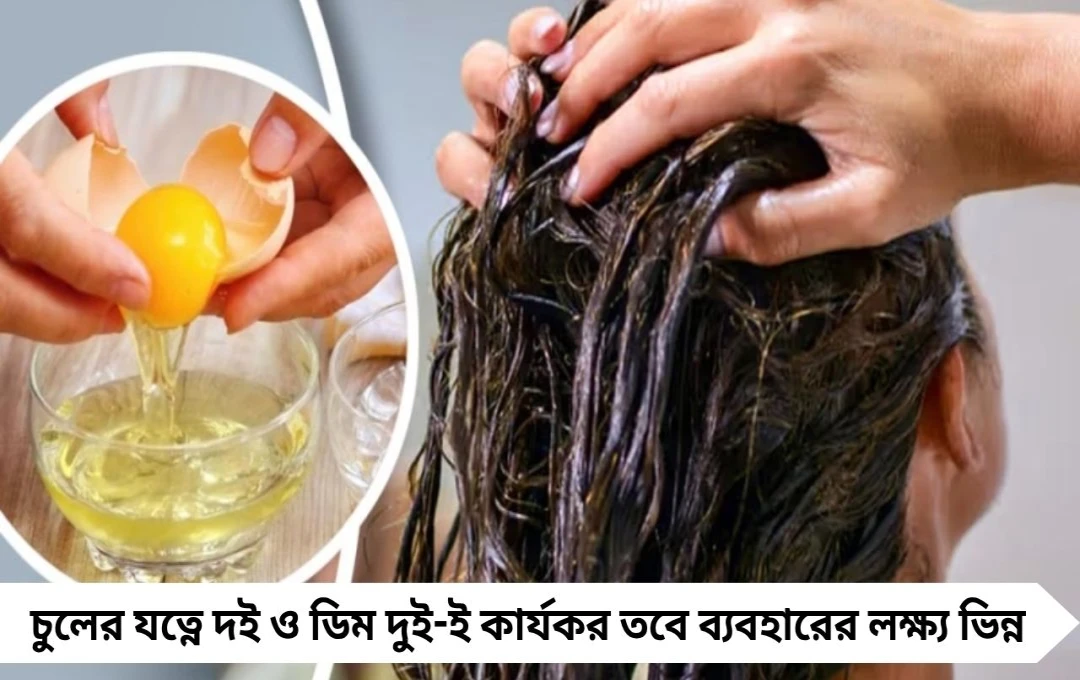 চুলের ঘনত্ব বাড়াতে দই না ডিম—কোনটি বেশি কার্যকর? জানুন বিশেষজ্ঞ মত