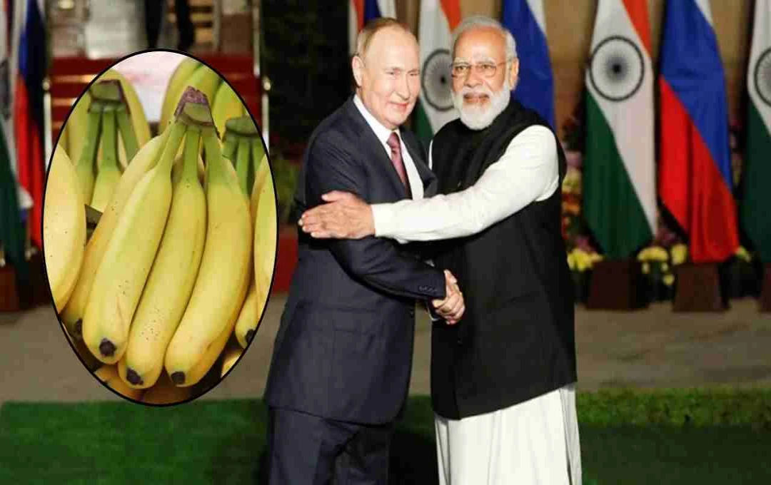 US टैरिफ के बीच भारत को मिली बड़ी राहत, रूस खरीदेगा भारतीय केले की लाखों टन खेप