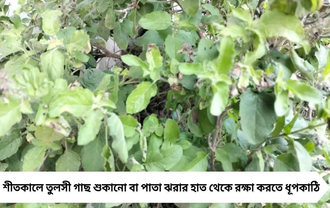 তুলসী গাছের শীতকালীন যত্ন: শুকবে না, সবুজ থাকবে গোড়া থেকে