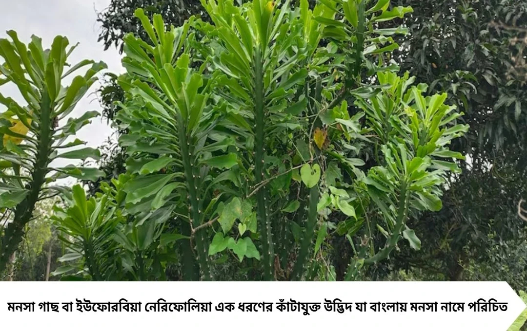মনসা গাছের আয়ুর্বেদিক গুণ: কানের যন্ত্রণা থেকে পাইলস পর্যন্ত উপকারি
