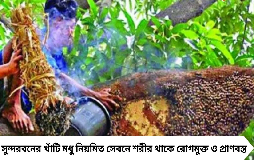 সুন্দরবনের মধু: ত্বক উজ্জ্বল, সর্দি-কাশি দূর, সুস্বাস্থ্য নিশ্চিত