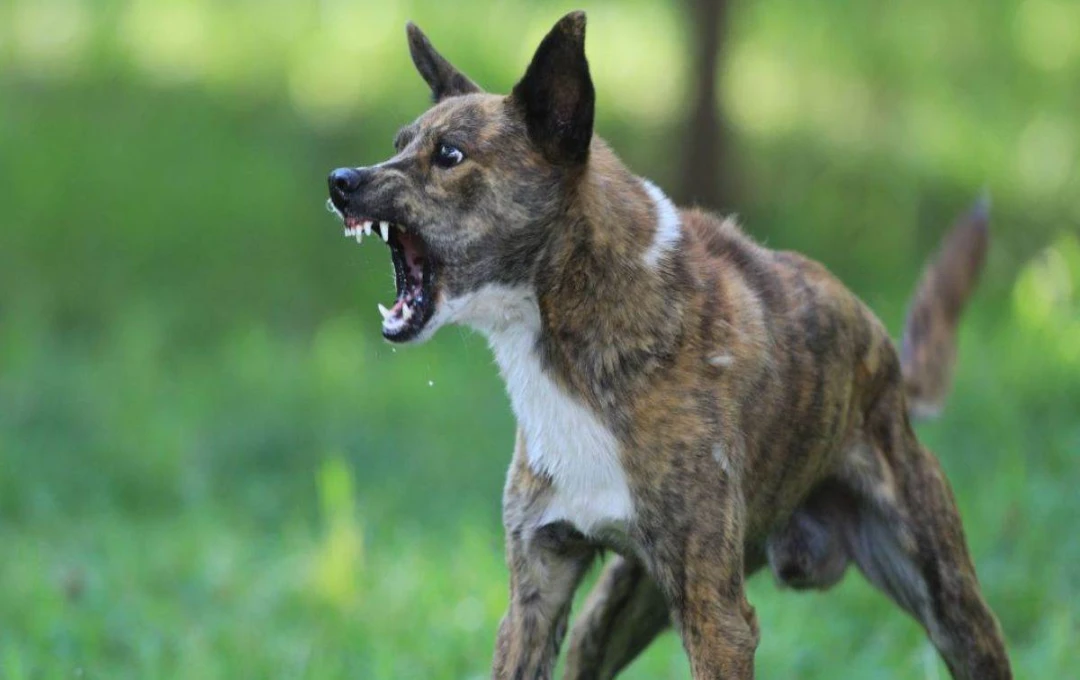 Meerut Faces Rabies Serum Shortage Amid Rising Stray Dog Attacks