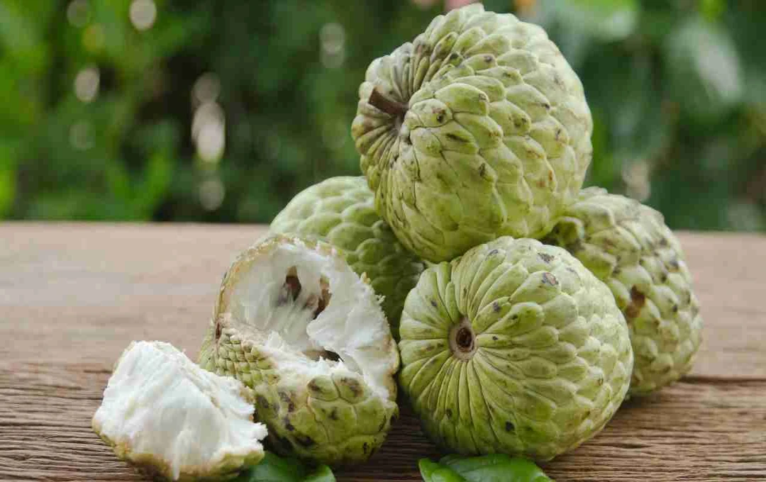 Benefits of Custard Apple: शरीफा सर्दियों का सुपरफूड, एक बार खाएं और जानें इसके स्वास्थ्य लाभ