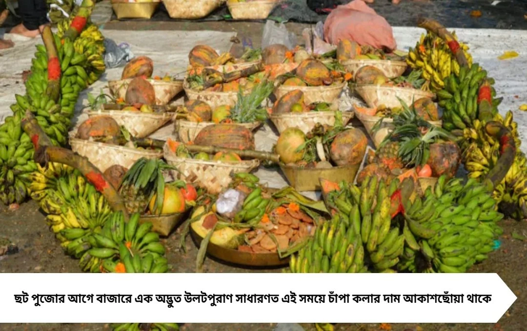 এ যেন উলটপুরাণ! ছট পুজোর আগে কলার দাম অর্ধেকে নেমে গেল, কারণ জানলে চমকে যাবেন