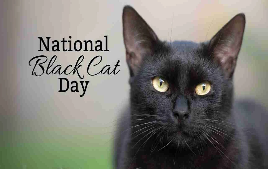 National Black Cat Day: काली बिल्लियों के प्रति मिथक तोड़ें और उन्हें अपनाएं