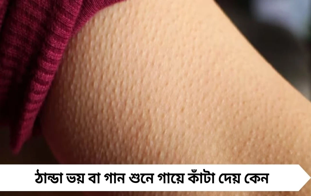গায়ে কাঁটা দেয় কেন? হার্ভার্ডের গবেষণায় মিলল ত্বকের রহস্যময় প্রতিক্রিয়ার ব্যাখ্যা