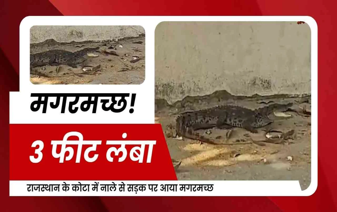 कोटा में नाले से निकला 3 फीट लंबा मगरमच्छ, सड़क पर दौड़ते देख लोगों में हड़कंप
