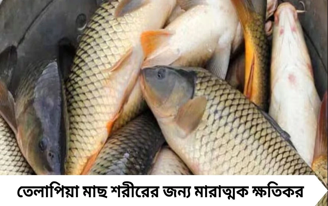 মাছপ্রেমীদের সাবধান! তেলাপিয়া খেলেই হতে পারে বিপদ, জানুন কারণ