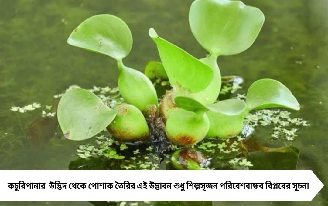 কচুরিপানা থেকে ফ্যাশন! শান্তিনিকেতনে ছাত্র-অধ্যাপকের উদ্ভাবনে তৈরি ট্রেন্ডিং টি-শার্ট