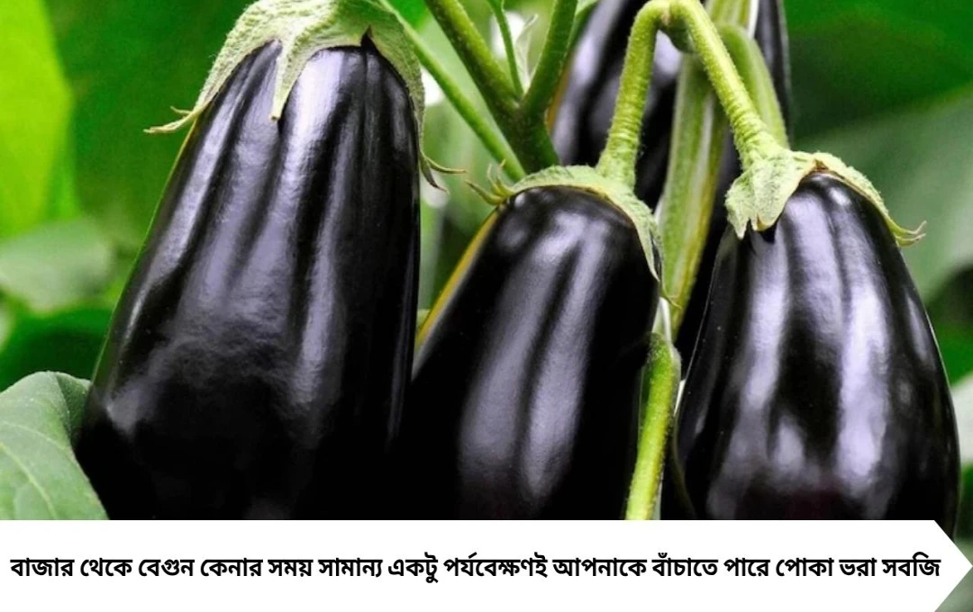 বেগুনের ভিতরে পোকা আছে কীভাবে বুঝবেন? বাজারে কেনার আগে জেনে নিন টিপস