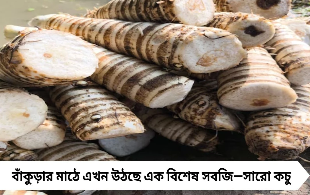 শীতের শুরুতেই বাঁকুড়ার সরো কচুতে মজেছে গোটা বাংলা, জিভে জল মেয়েদের