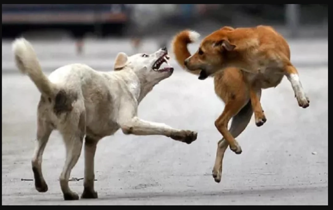 सुल्तानपुर: आवारा कुत्तों ने काटा 7,464 लोगों को – प्रशासन अलर्ट