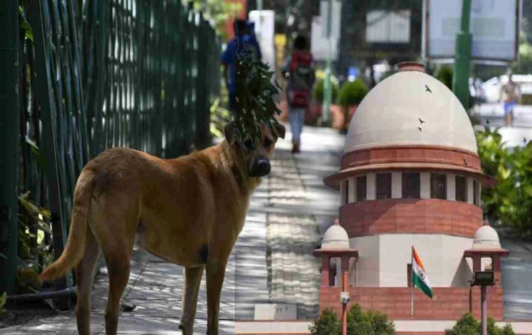 आवारा कुत्तों के नियंत्रण में ढिलाई पर सुप्रीम कोर्ट ने सभी राज्यों को दी चेतावनी, जानें पूरा मामला