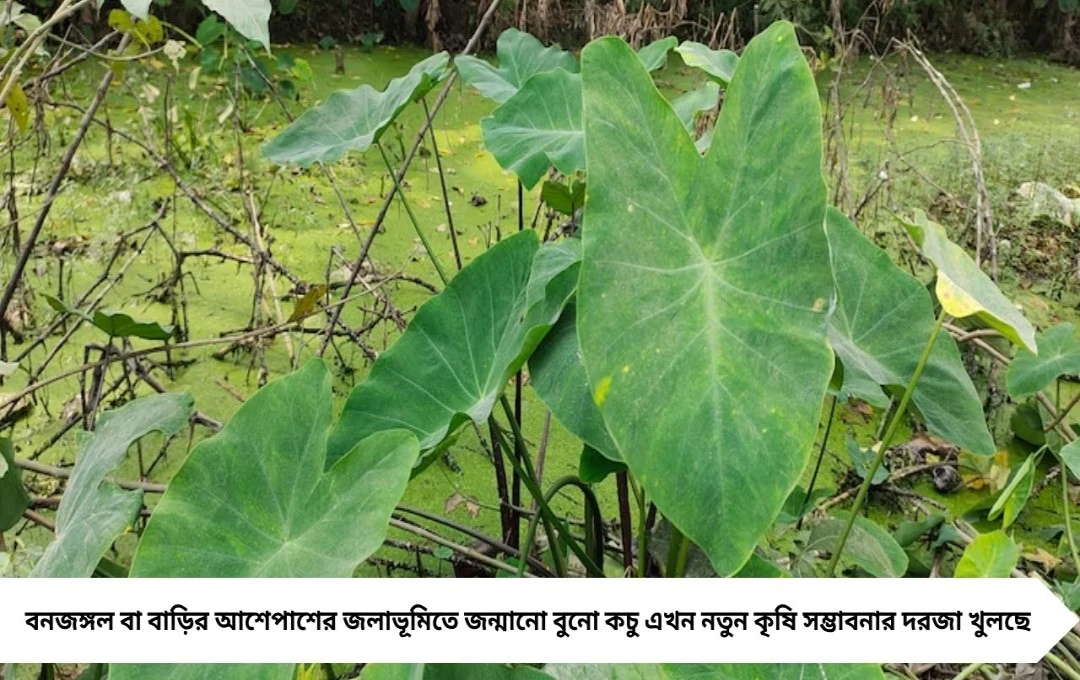 বুনো কচুর চাষে চমক! দ্বিগুণ লাভে চাষির মুখে হাসি, দাম ছুঁয়েছে রেকর্ড