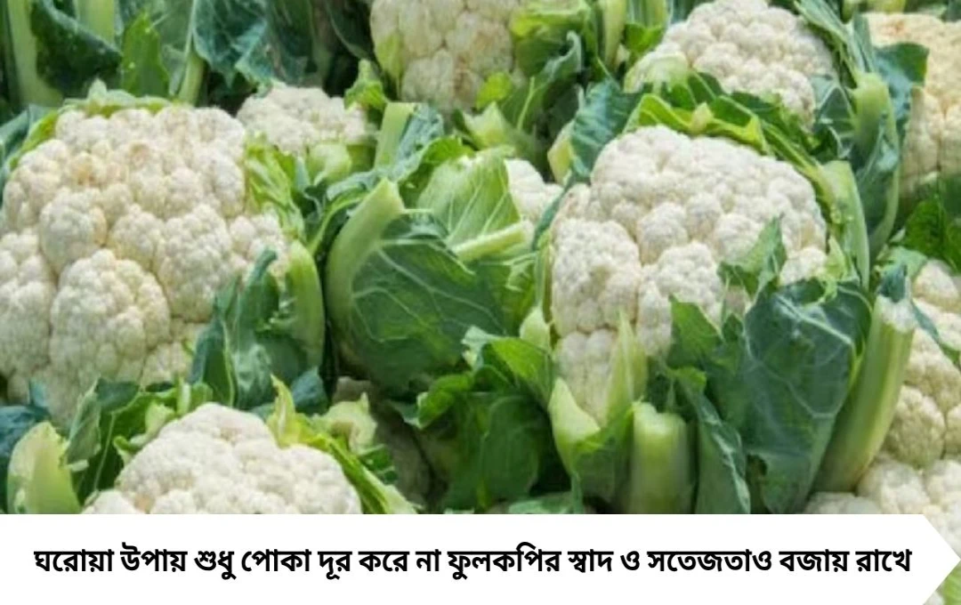 চোখে দেখা না গেলেও ফুলকপিতে থিকথিক করছে পোকা! ঘরোয়া টোটকায় মিনিটে গলগলিয়ে বের করে দিন
