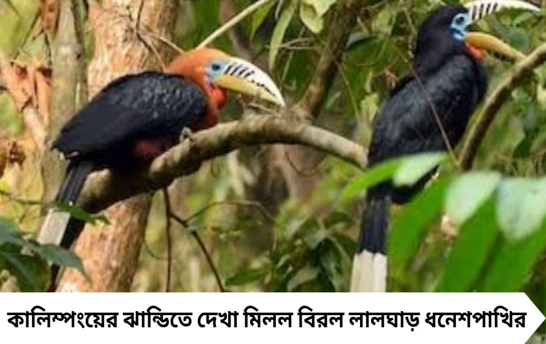 বাংলার পাহাড়ে দেখা মিলল বিরল লালঘাড় ধনেশ! উচ্ছ্বসিত পক্ষীপ্রেমীরা