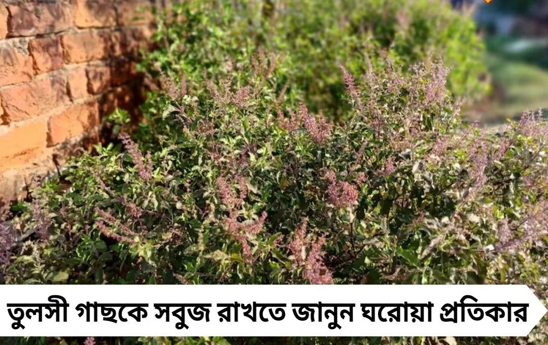 তুলসী গাছ শুকিয়ে যাচ্ছে? মাত্র ১০ টাকায় ফিরবে সবুজ পাতা, জানুন গোপন ট্রিক