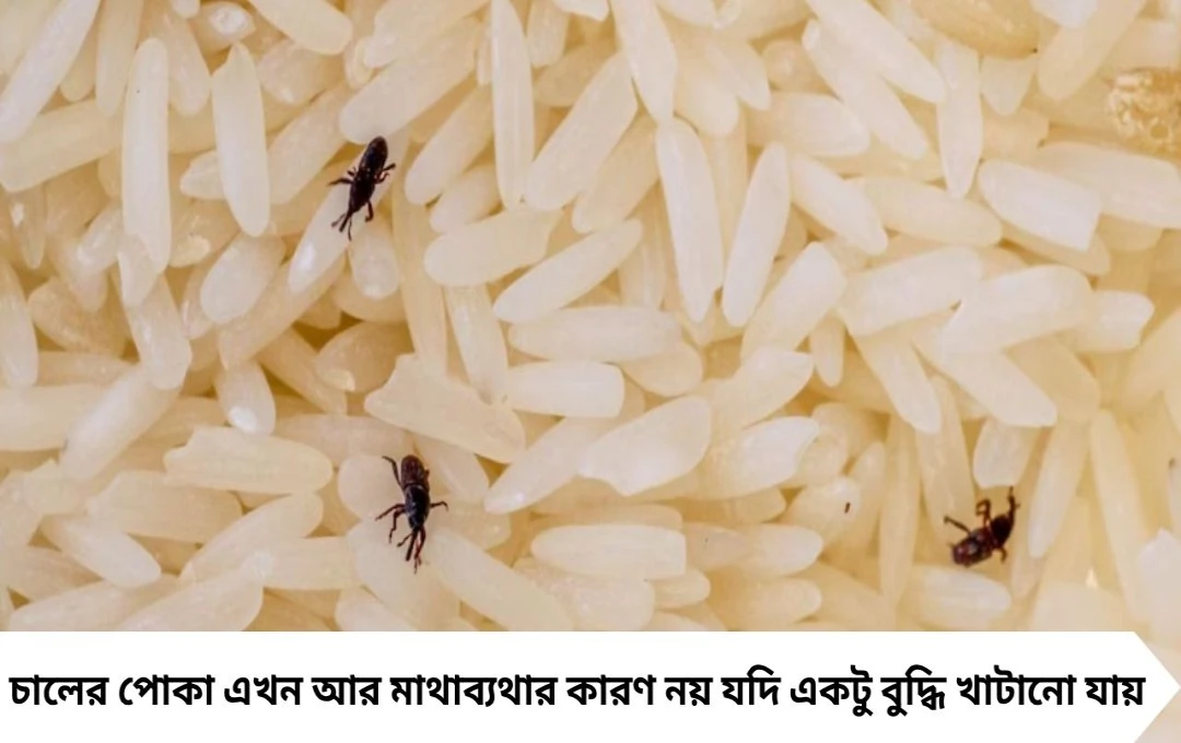 ১ মিনিটে উধাও চালের পোকা! জেনে নিন বিশেষজ্ঞের দেওয়া ৬ ঘরোয়া কৌশল