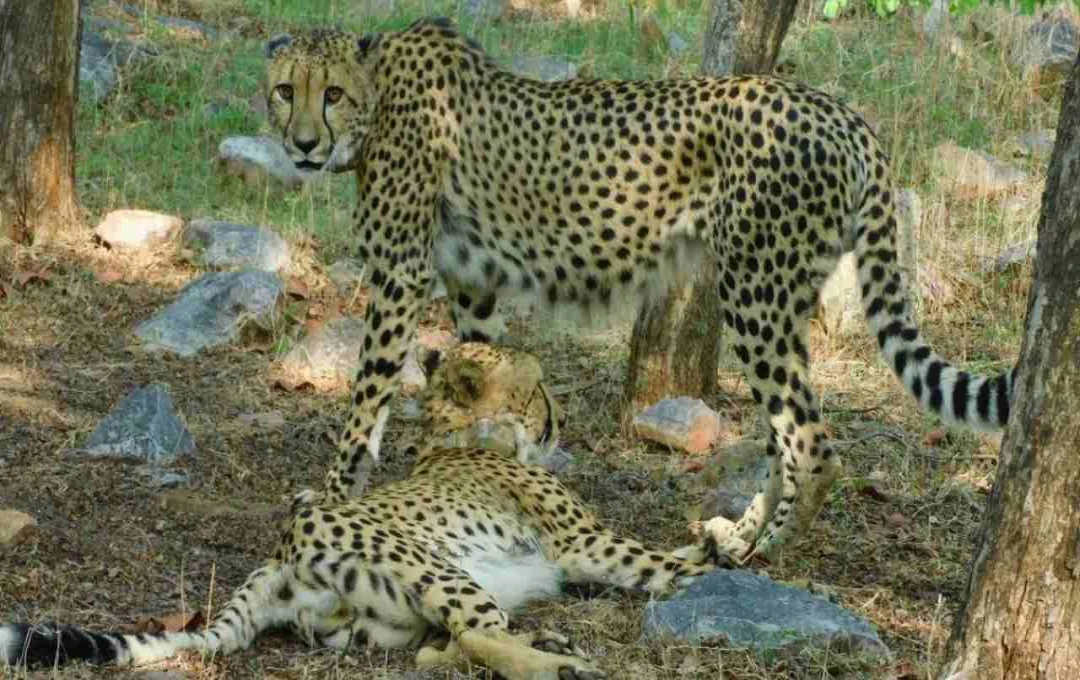 नौरादेही टाइगर रिजर्व बनेगा चीतों का नया ठिकाना, 2026 तक पहुंचेंगे अफ्रीकी मेहमान