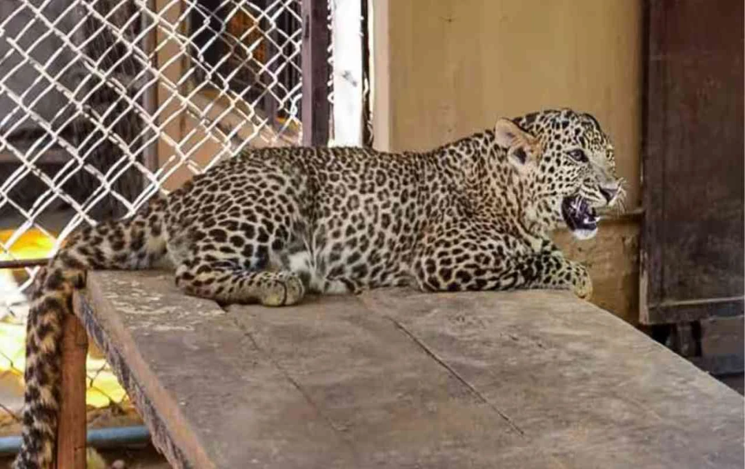 पुणे में राहत की सांस: तीन लोगों की जान लेने वाले आदमखोर तेंदुए को शार्पशूटर्स ने मार गिराया