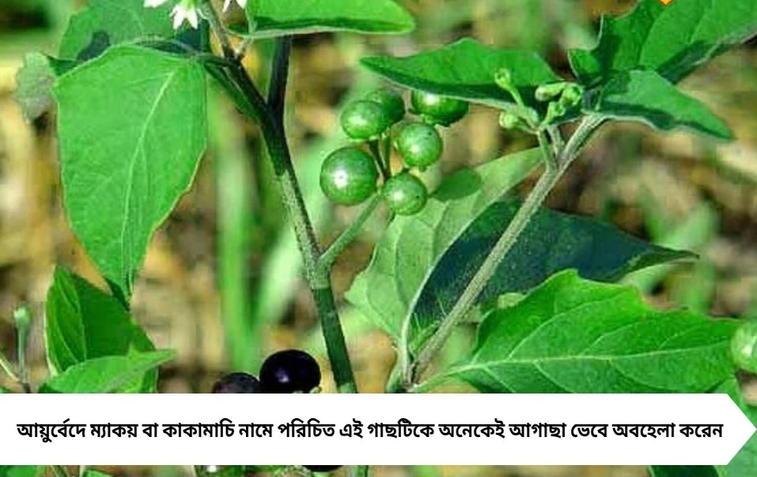 Health Tips: আগাছা নয়, অমূল্য ভেষজ! ম্যাকয় গাছেই মিলবে ব্যথা ও বার্ধক্য রোধের প্রাকৃতিক সমাধান
