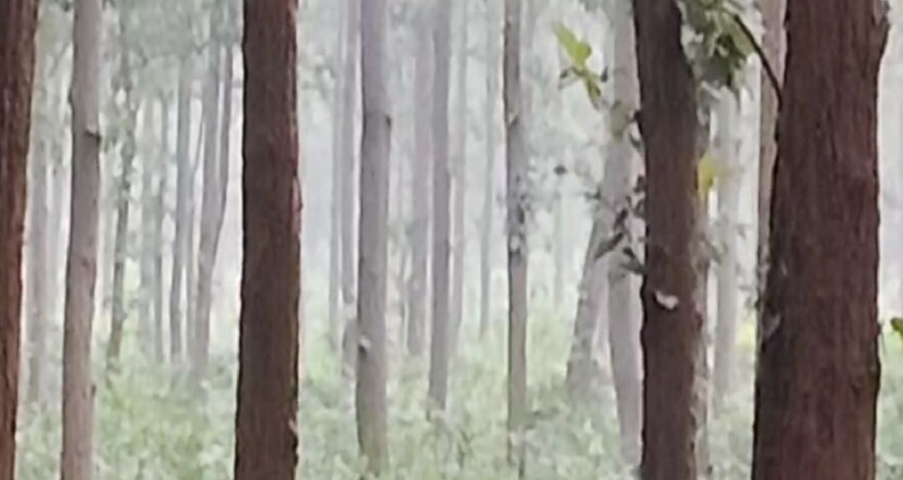 Hooghly Weather Today: শীতের কামড়, তাপমাত্রা নেমে ১৬ ডিগ্রি
