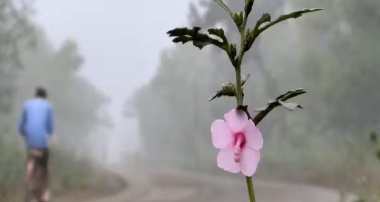 Hooghly Weather Today: শীতের কামড়, তাপমাত্রা নেমে ১৬ ডিগ্রি
