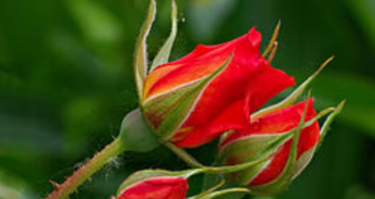 গোলাপ গাছের ব্রেকফাস্ট সার! কলা–ডিম–চা পাতায় টবে ফুটবে বেশি ফুল
