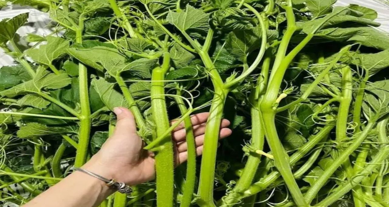 Pumpkin Leaves Benefits: কুমড়োর শাকের জাদুকরী স্বাস্থ্য উপকারিতা
