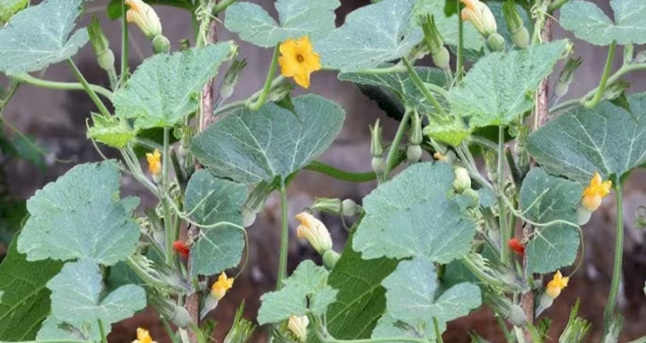 Pumpkin Leaves Benefits: কুমড়োর শাকের জাদুকরী স্বাস্থ্য উপকারিতা
