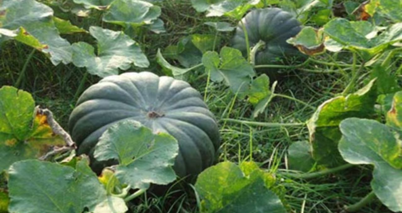 Pumpkin Leaves Benefits: কুমড়োর শাকের জাদুকরী স্বাস্থ্য উপকারিতা
