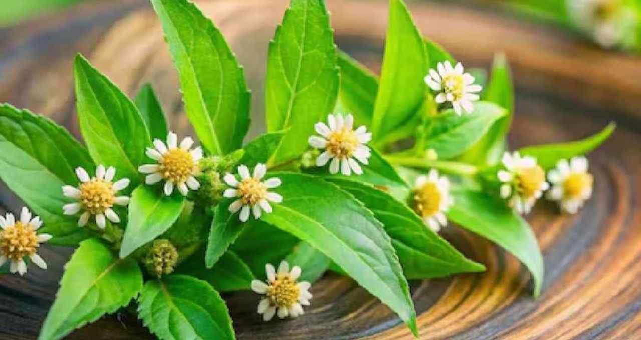 ভৃঙ্গরাজ পাতায় থামে অকালে চুল পাকা! খুশকি-চুল পড়াও কমাবে এই ভেষজ