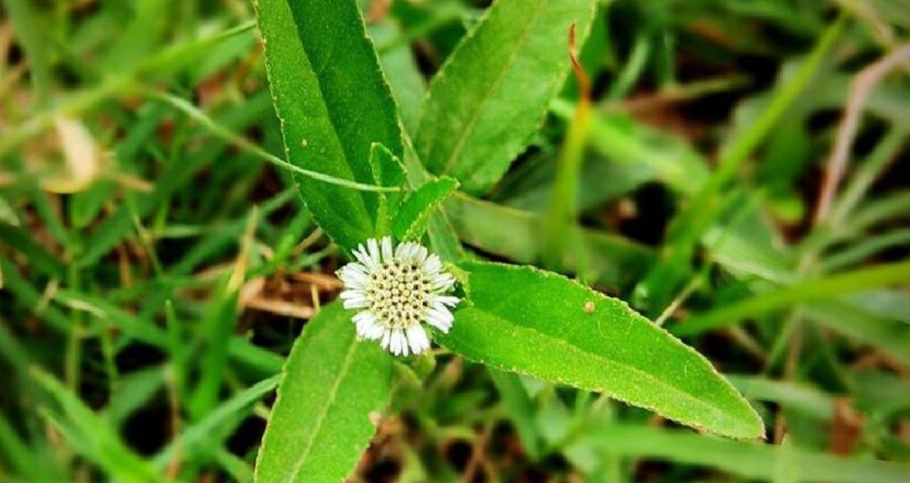 ভৃঙ্গরাজ পাতায় থামে অকালে চুল পাকা! খুশকি-চুল পড়াও কমাবে এই ভেষজ