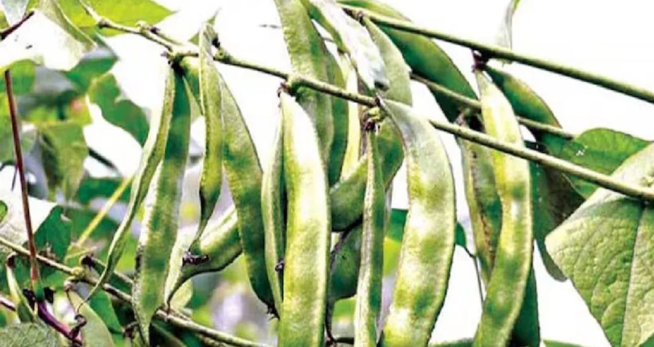 শিমের অসাধারণ গুণ: হৃদরোগ কমায়, ওজন কমাতেও কার্যকর সেবন
