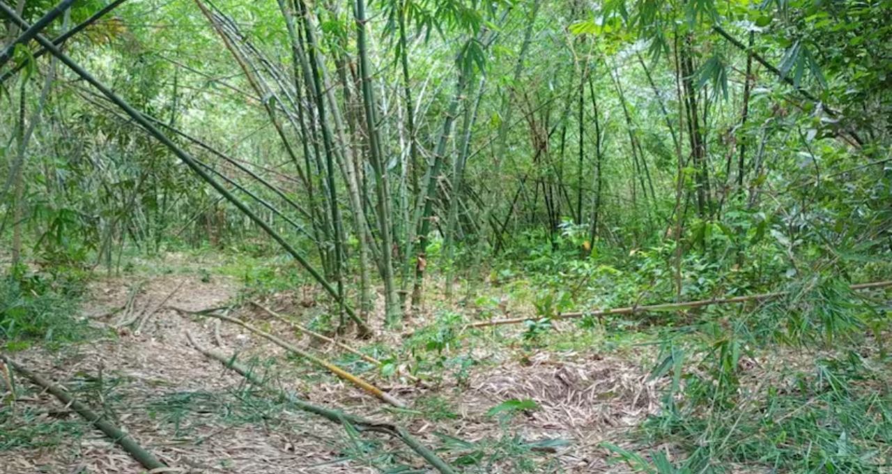 শুধু বাঁশ আর সামুদ্রিক লবণেই সাফল্য! ‘বাম্বু সল্ট’ বানিয়ে লক্ষাধিক আয়ের পথ খুললেন জয়নগরের যুবক
