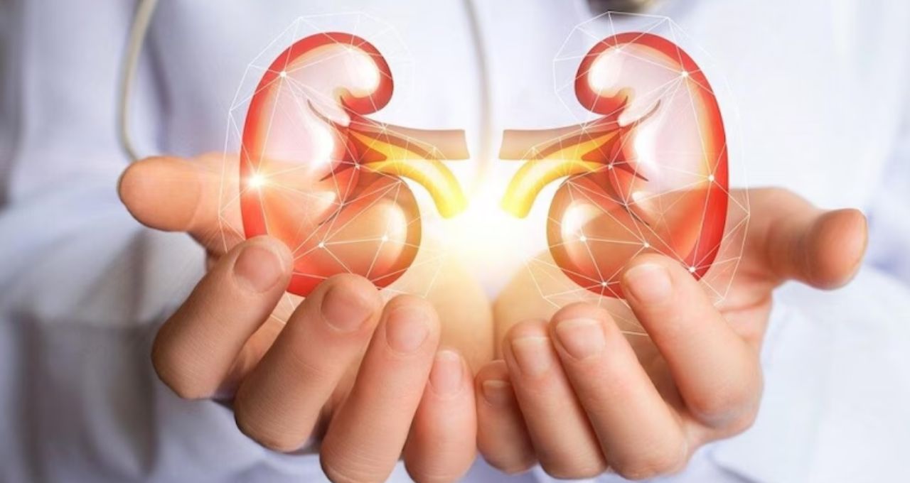 Best Dal For Kidney: কিডনি সুস্থ রাখতে কম পটাশিয়াম জরুরি, জানুন কোন ডাল রাখবে কিডনি ভালো
