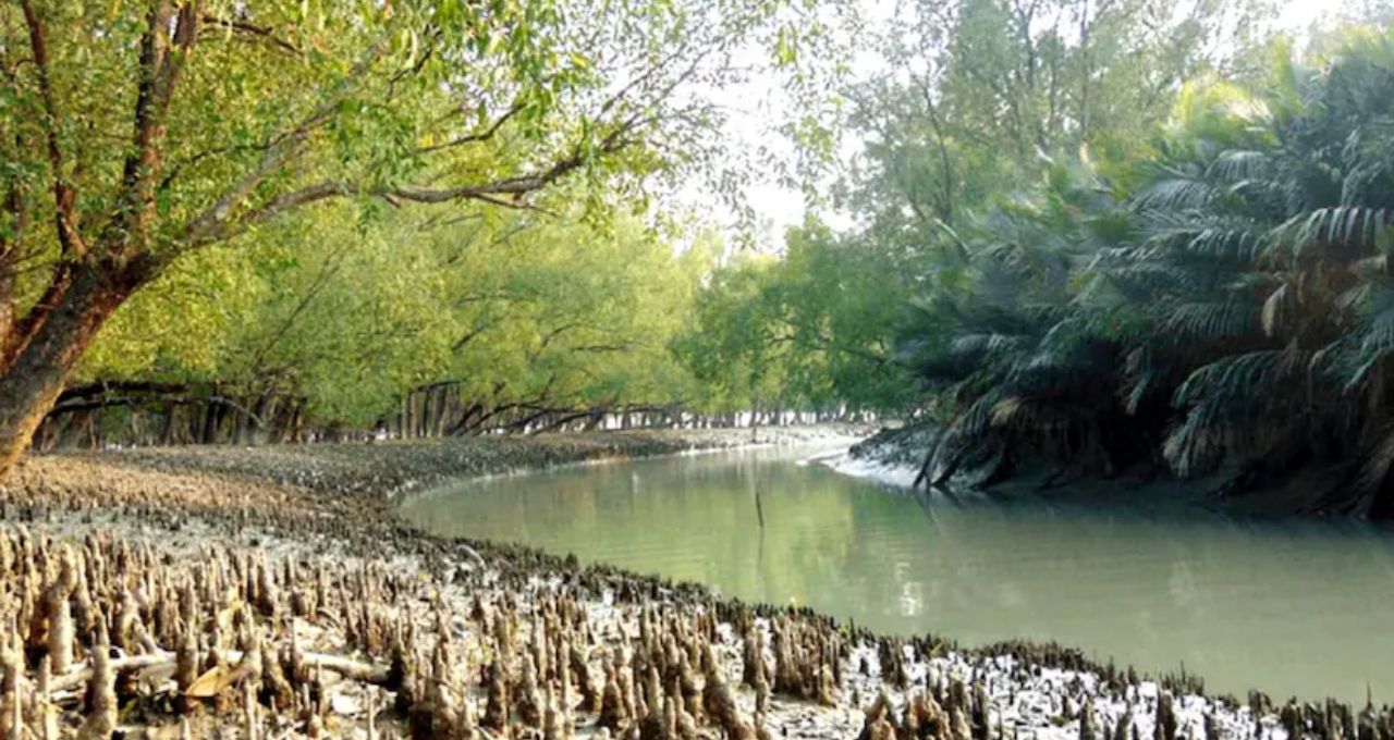 Sundarban Tour: পাখির ডাকে ঘুম ভাঙবে, দক্ষিণরায়ের পায়ের ছাপের রহস্য! কোর জঙ্গলের কলস দ্বীপে শীতের রোমাঞ্চকর ভ্রমণ