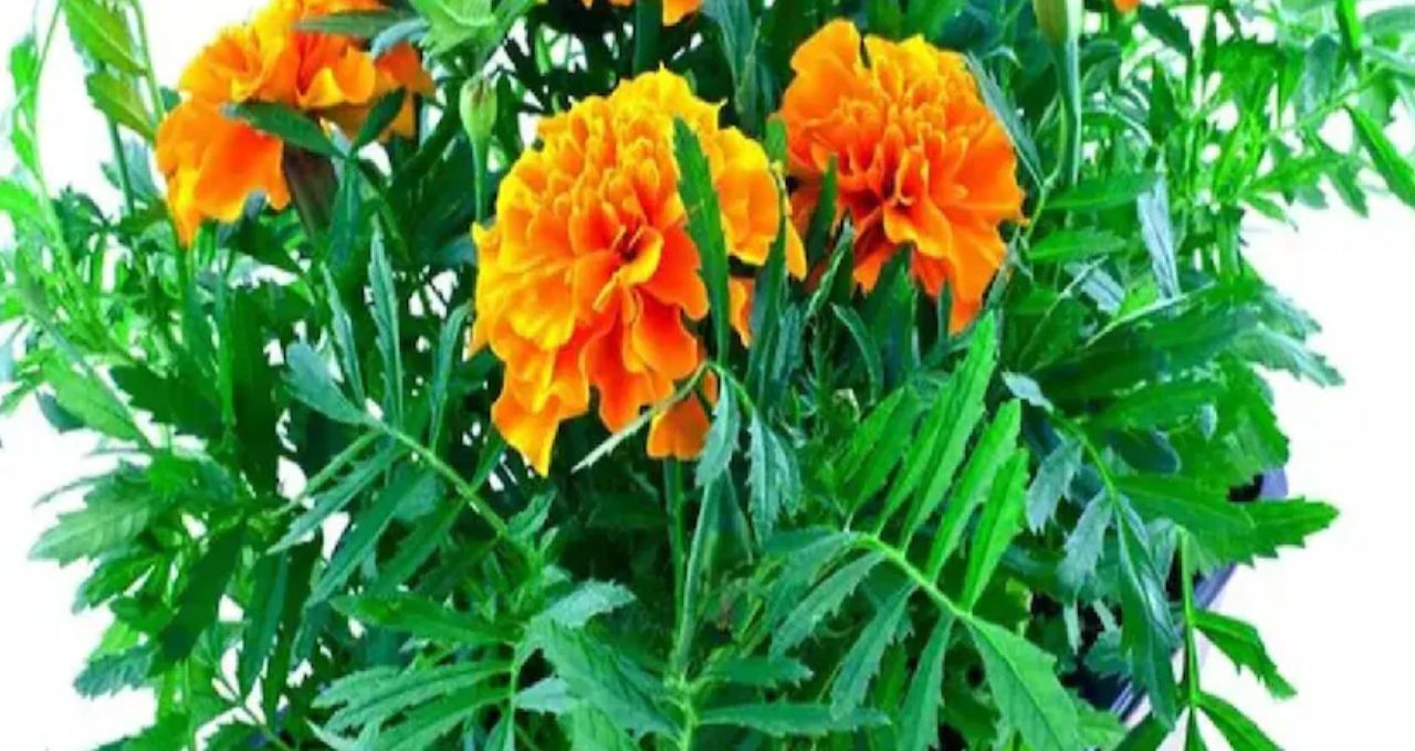 Gardening Tips: ভরা শীতেও গাঁদা গাছে ফুল নেই? এই ৬ ভুলে শুকোচ্ছে কুঁড়ি, সহজ টিপসেই ফিরবে হলুদ হাসি
