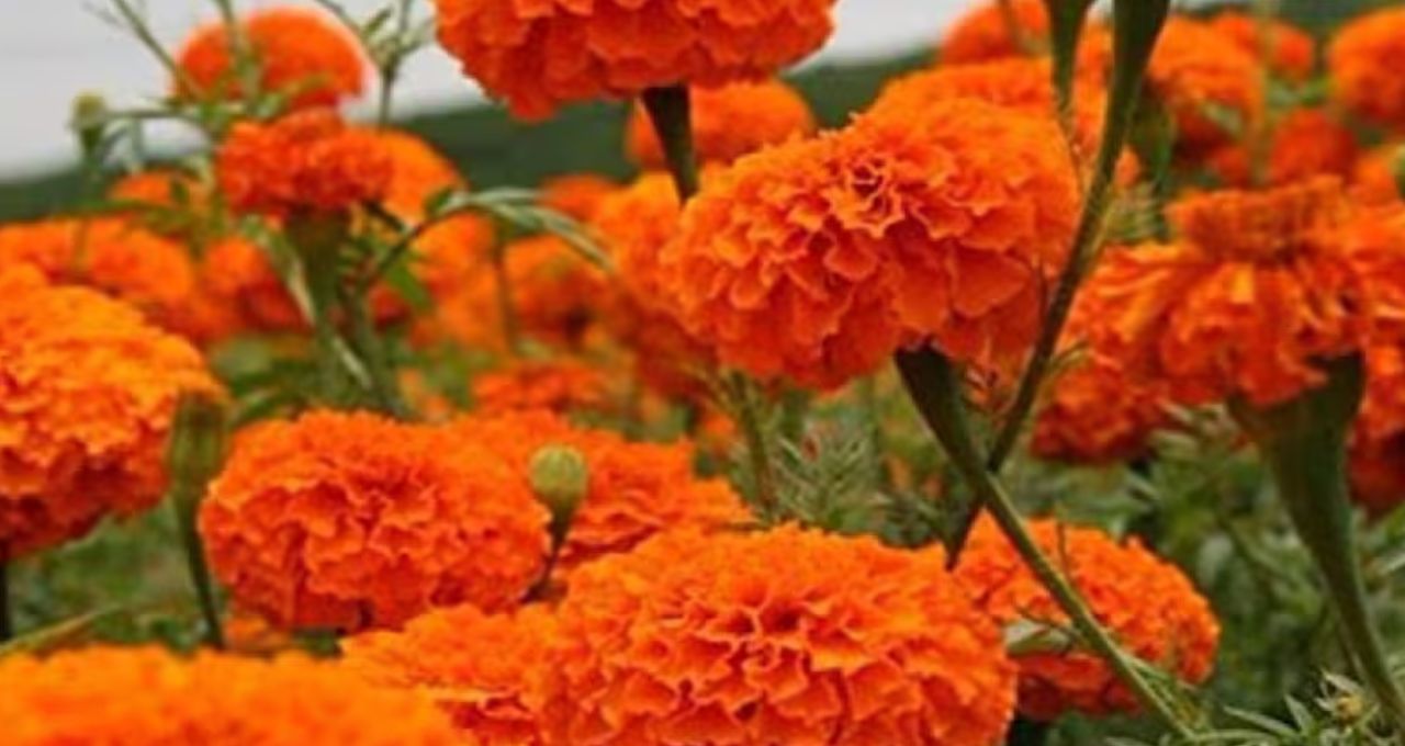 Gardening Tips: ভরা শীতেও গাঁদা গাছে ফুল নেই? এই ৬ ভুলে শুকোচ্ছে কুঁড়ি, সহজ টিপসেই ফিরবে হলুদ হাসি
