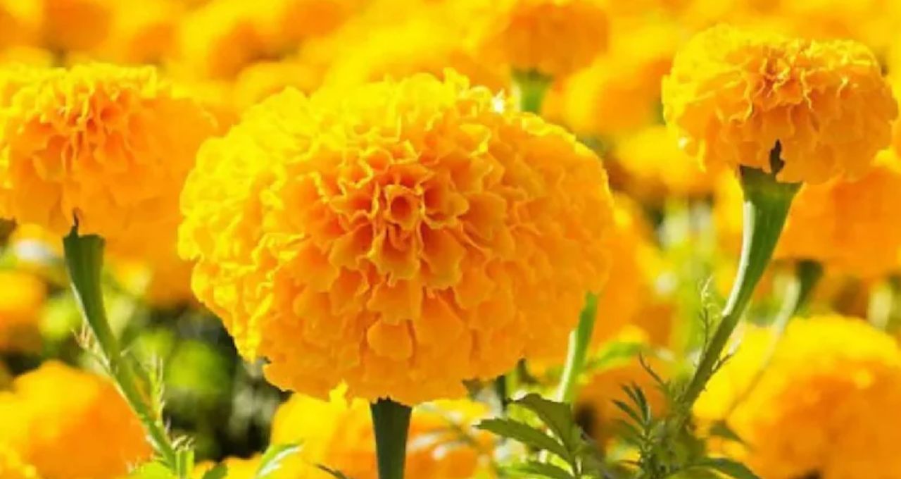 Gardening Tips: ভরা শীতেও গাঁদা গাছে ফুল নেই? এই ৬ ভুলে শুকোচ্ছে কুঁড়ি, সহজ টিপসেই ফিরবে হলুদ হাসি
