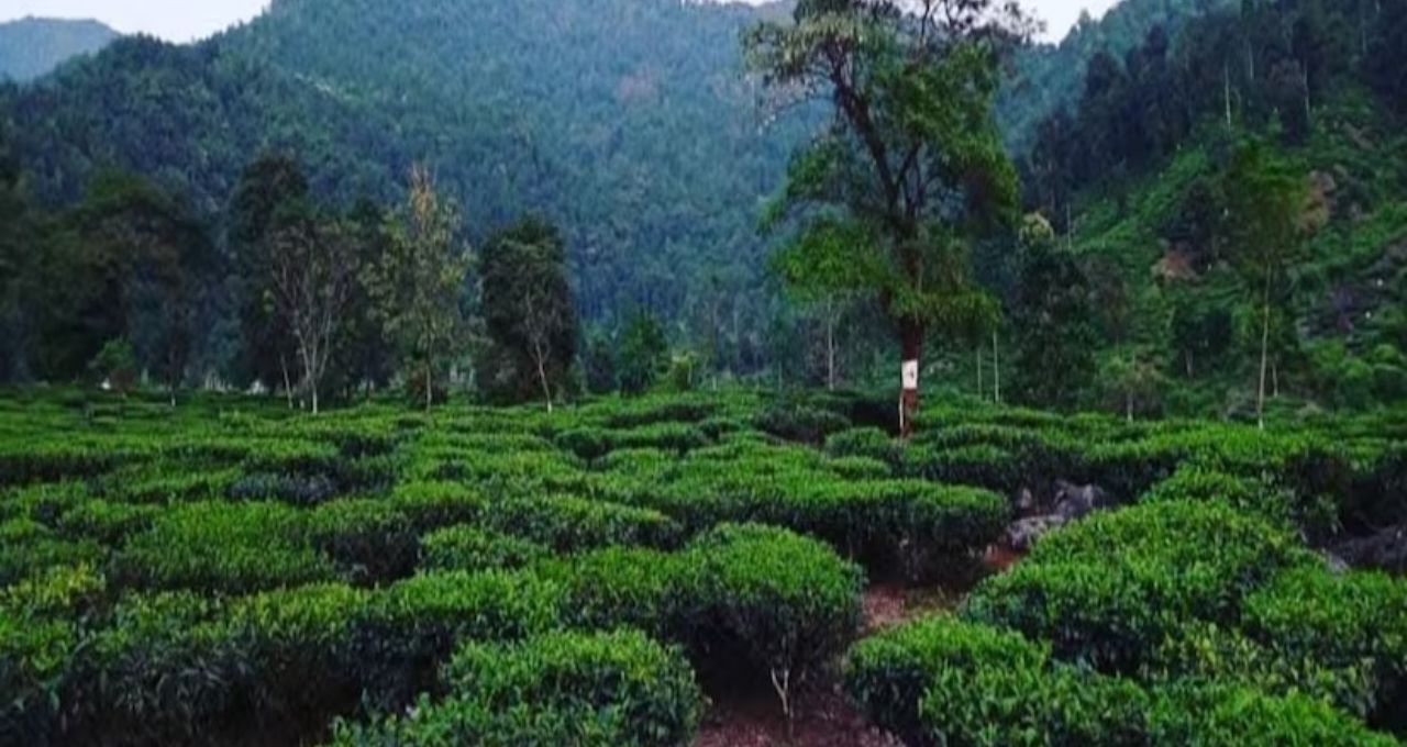 North Bengal Weather Today: শীতের শেষ লগ্নেও কনকনে ঠান্ডা পাহাড়ে, পর্যটকদের ভিড়—আগামী সপ্তাহে বদলাতে পারে আবহাওয়ার ছবি