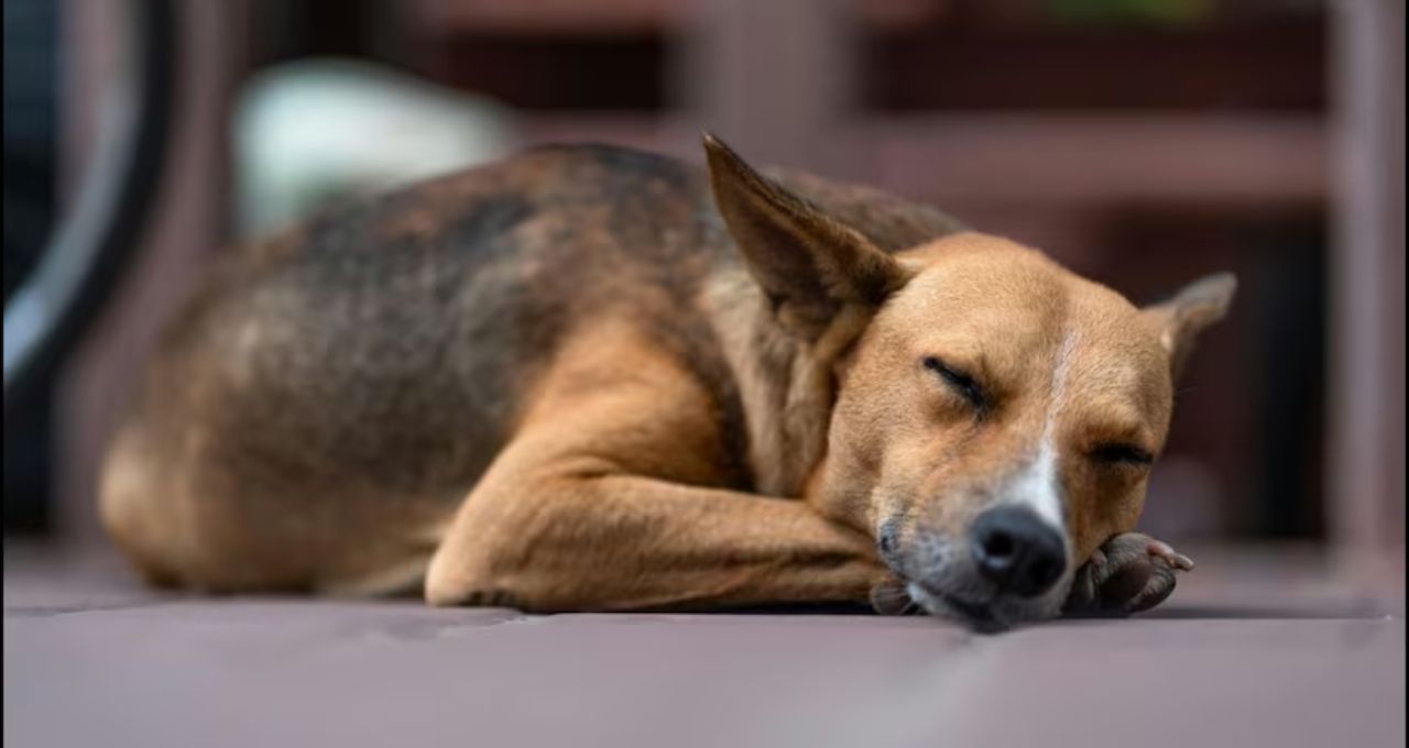 Dog Facts: পোষা কুকুর কেন দরজার কাছেই ঘুমোতে ভালোবাসে? এই কারণগুলো জানলে চমকে উঠবেন
