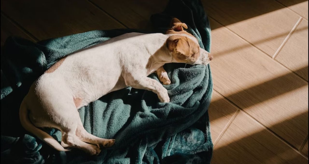 Dog Facts: পোষা কুকুর কেন দরজার কাছেই ঘুমোতে ভালোবাসে? এই কারণগুলো জানলে চমকে উঠবেন
