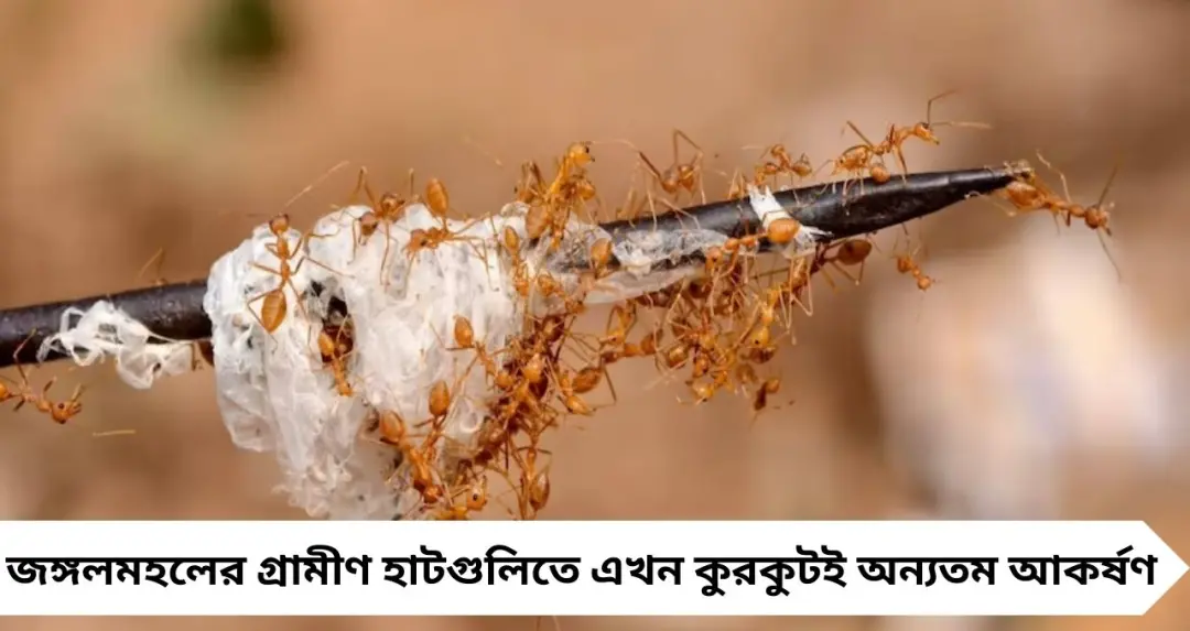 সস্তায় পুষ্টির ভাণ্ডার ‘কুরকুট’! জঙ্গলমহলের হাটে লাল পিঁপড়ের ডিম কিনতে ভিড়, চমকে দিচ্ছে এই দেশি সুপারফুড
