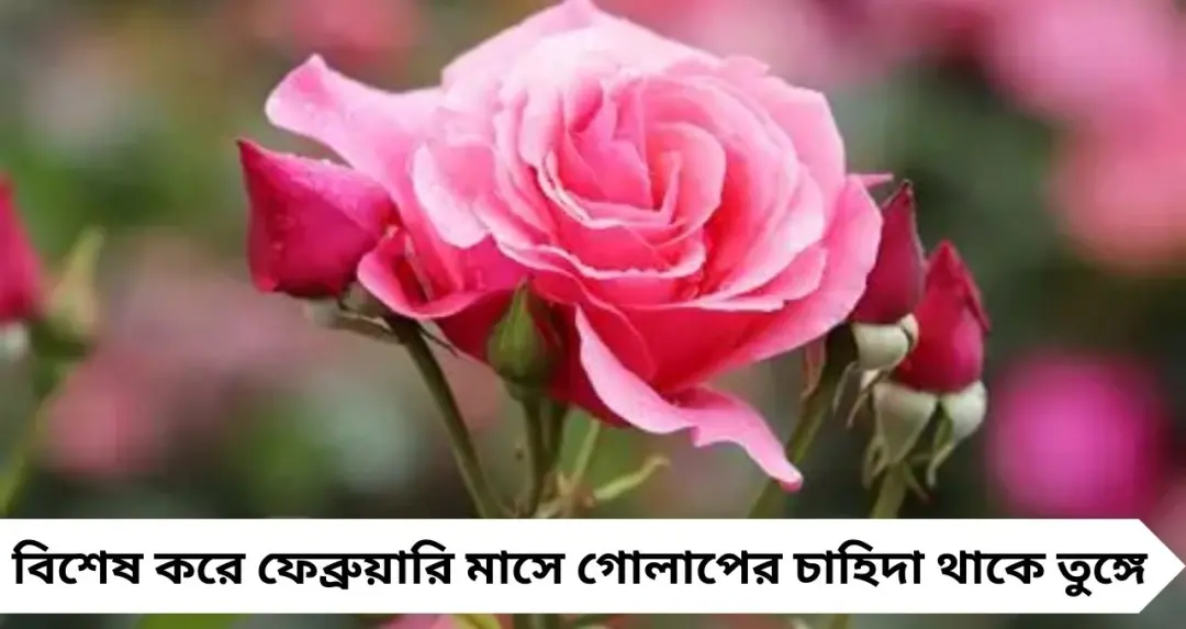 একবার গাছ লাগালেই ১০–১২ বছর থোকা থোকা গোলাপ! জেনে নিন গোলাপ চাষের ‘সিক্রেট’ টিপস
