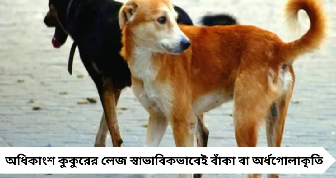 কুকুরের লেজ সব সময় গুটিয়ে বা বাঁকা থাকে কেন? আসল বৈজ্ঞানিক কারণ জানলে সত্যিই অবাক হবেন!
