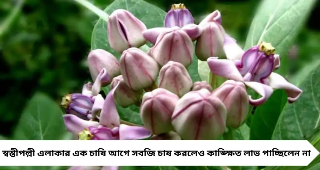 Money Making Tips: রাস্তার ধারের আগাছাই এখন ‘লক্ষ্মীর ভাণ্ডার’! আকন্দ ফুলের চাষে একবার বিনিয়োগ, বছরের পর বছর নিশ্চিত আয়

